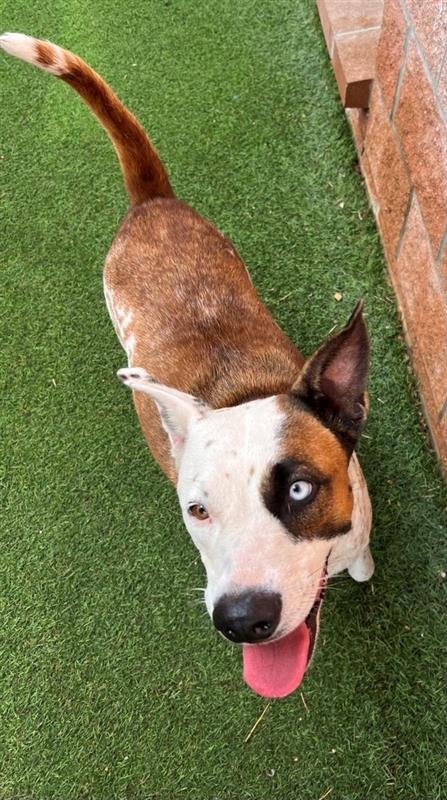 adoptable Dog in San Antonio, TX named AERIE