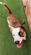 adoptable Dog in anton, TX named AERIE
