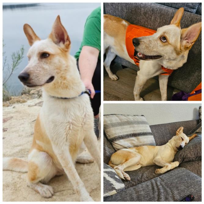 adoptable Dog in San Antonio, TX named PETER BARKER