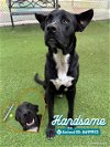 adoptable Dog in  named HANDSOME