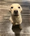 adoptable Dog in anton, TX named ANGEL