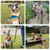 adoptable Dog in  named SUSAN