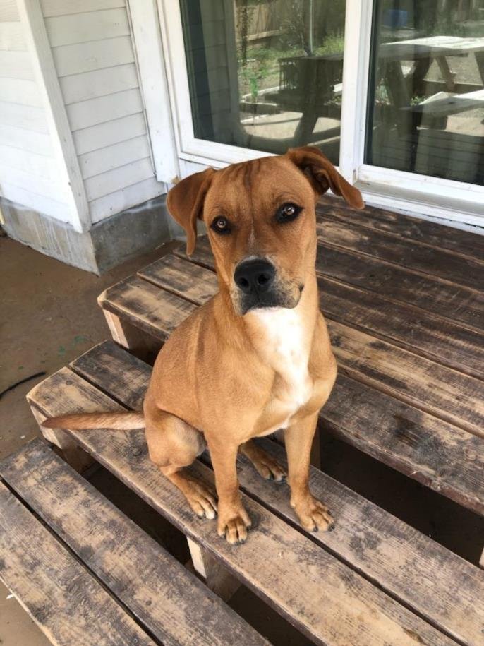 adoptable Dog in San Antonio, TX named A692705