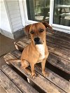 adoptable Dog in san antonio, TX named A692705