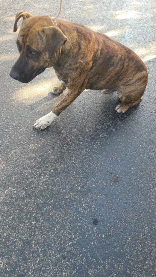 adoptable Dog in San Antonio, TX named AZEROTH