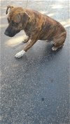 adoptable Dog in anton, TX named AZEROTH