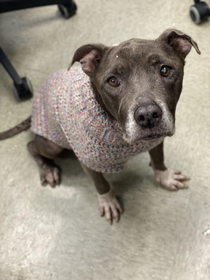 adoptable Dog in San Antonio, TX named SHELLY