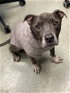 adoptable Dog in  named SHELLY
