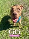 adoptable Dog in  named CICI