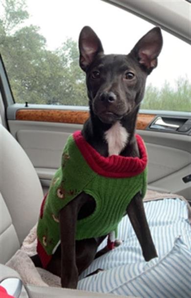adoptable Dog in San Antonio, TX named LOLO