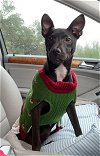 adoptable Dog in anton, TX named LOLO