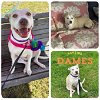 adoptable Dog in  named DAMES