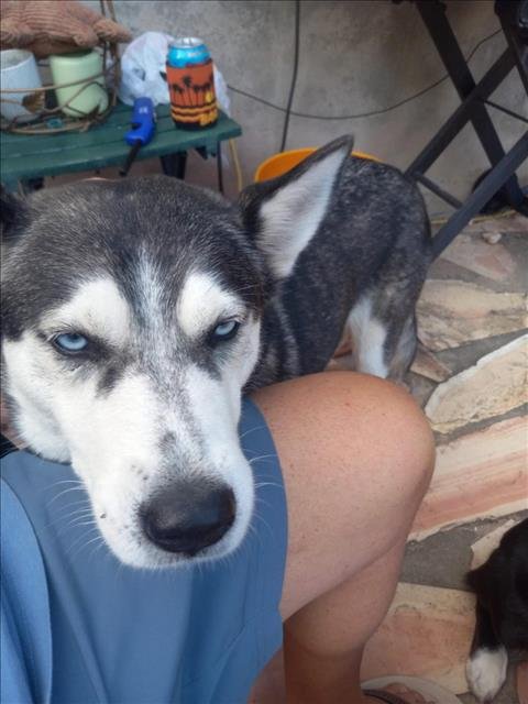 adoptable Dog in San Antonio, TX named MAMAS