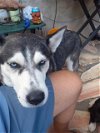 adoptable Dog in anton, TX named MAMAS