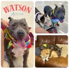 adoptable Dog in  named WATSON
