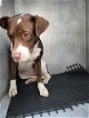 adoptable Dog in  named CHEEKY