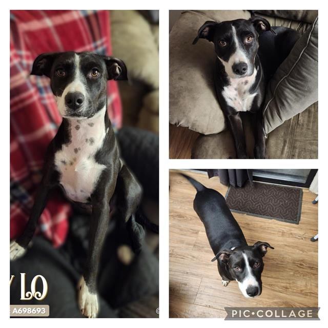 adoptable Dog in San Antonio, TX named LUCY LO