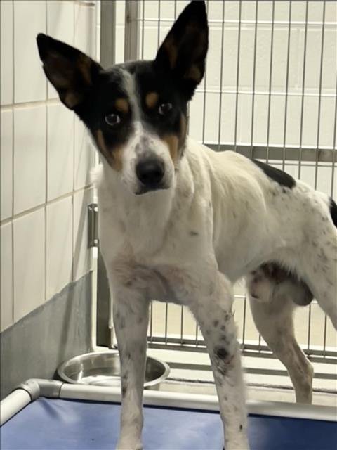 adoptable Dog in San Antonio, TX named NOEL
