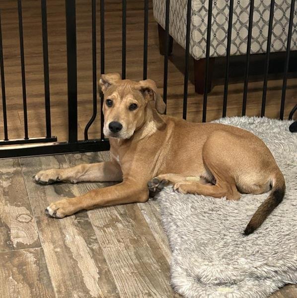 adoptable Dog in San Antonio, TX named A699718