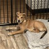 adoptable Dog in san antonio, TX named A699718