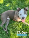 adoptable Dog in anton, TX named LT. DAN