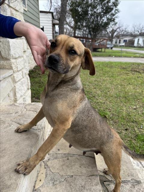 adoptable Dog in San Antonio, TX named A700240