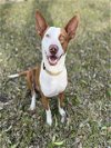 adoptable Dog in san antonio, TX named A700242