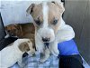 adoptable Dog in anton, TX named AERO