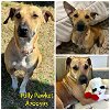 adoptable Dog in  named POLLY PAWKET