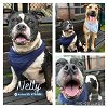 adoptable Dog in  named NELLY