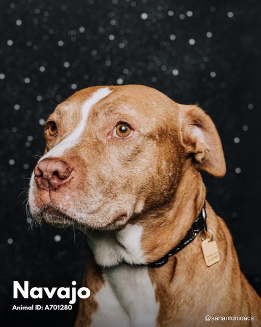 adoptable Dog in San Antonio, TX named NAVAJO