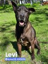 adoptable Dog in anton, TX named LEVI