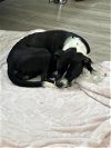 adoptable Dog in san antonio, TX named A701765
