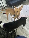 adoptable Dog in san antonio, tx, TX named A701766
