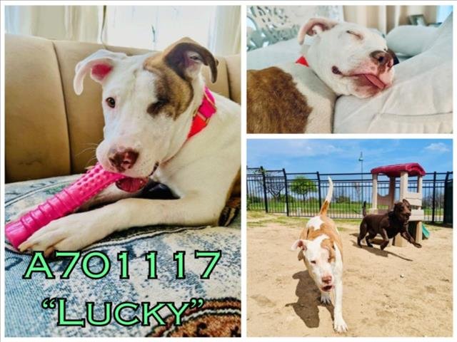adoptable Dog in San Antonio, TX named LUCKY