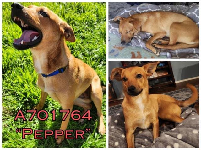 adoptable Dog in San Antonio, TX named PEPPER