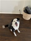 adoptable Dog in  named JACKSON