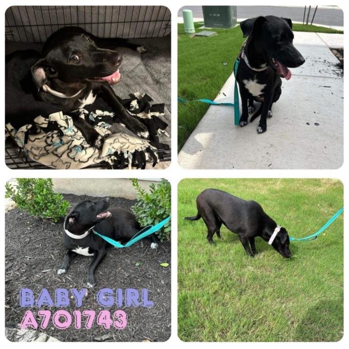 adoptable Dog in San Antonio, TX named BABY GIRL