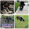 adoptable Dog in anton, TX named BABY GIRL