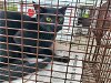 adoptable Cat in san antonio, TX named 1-2