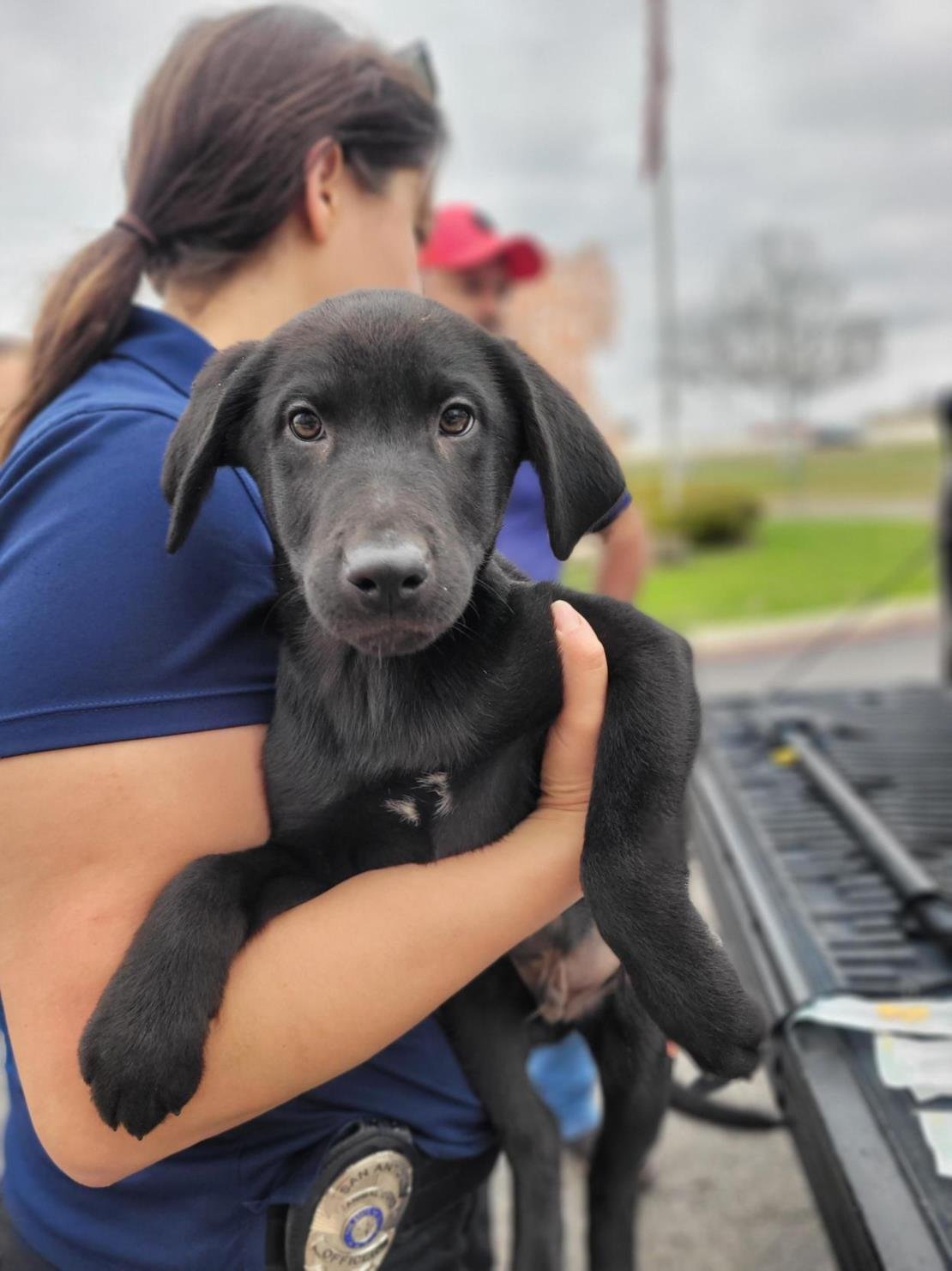 adoptable Dog in San Antonio, TX named HEUREUX