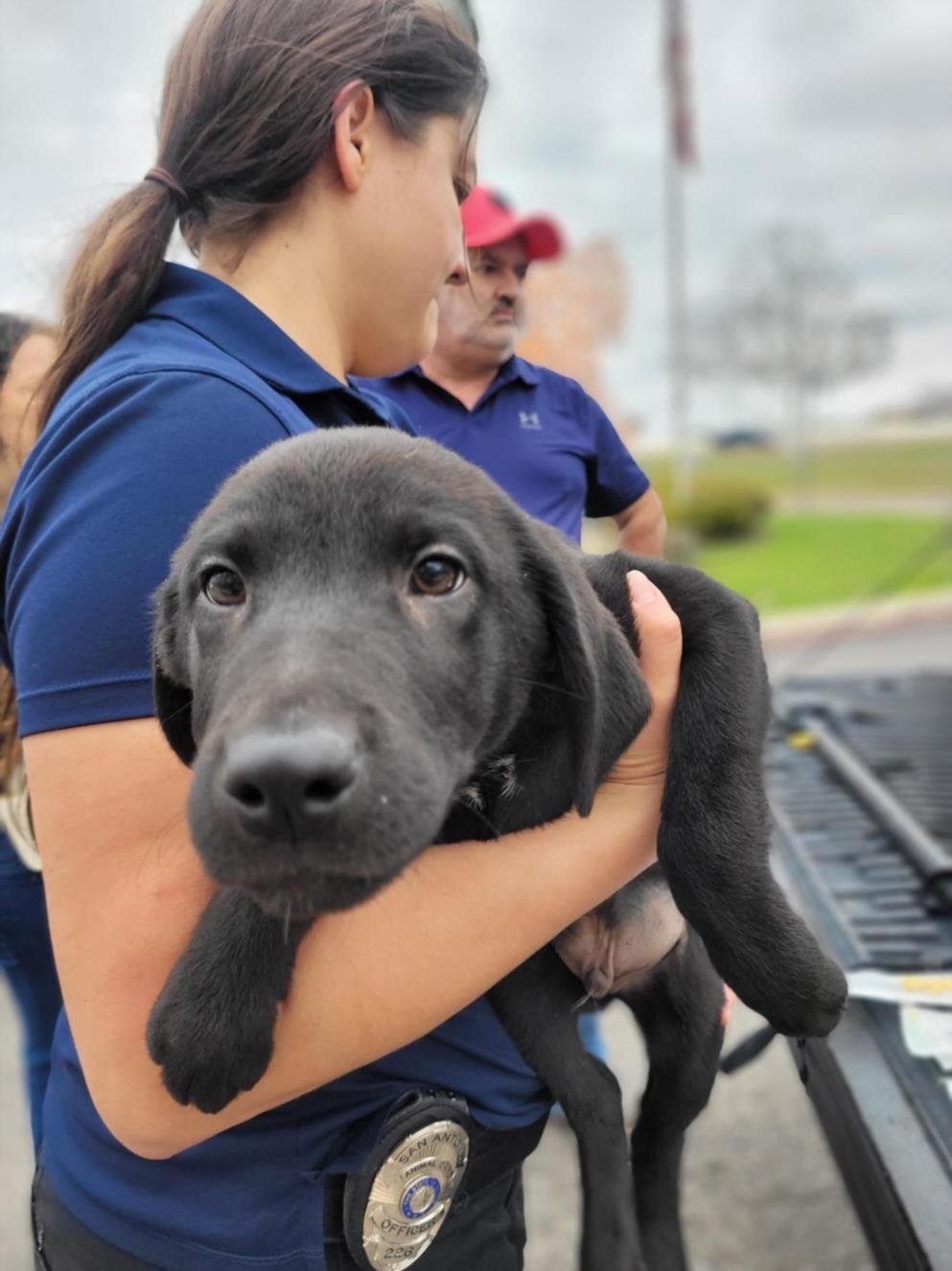 adoptable Dog in San Antonio, TX named FELIX
