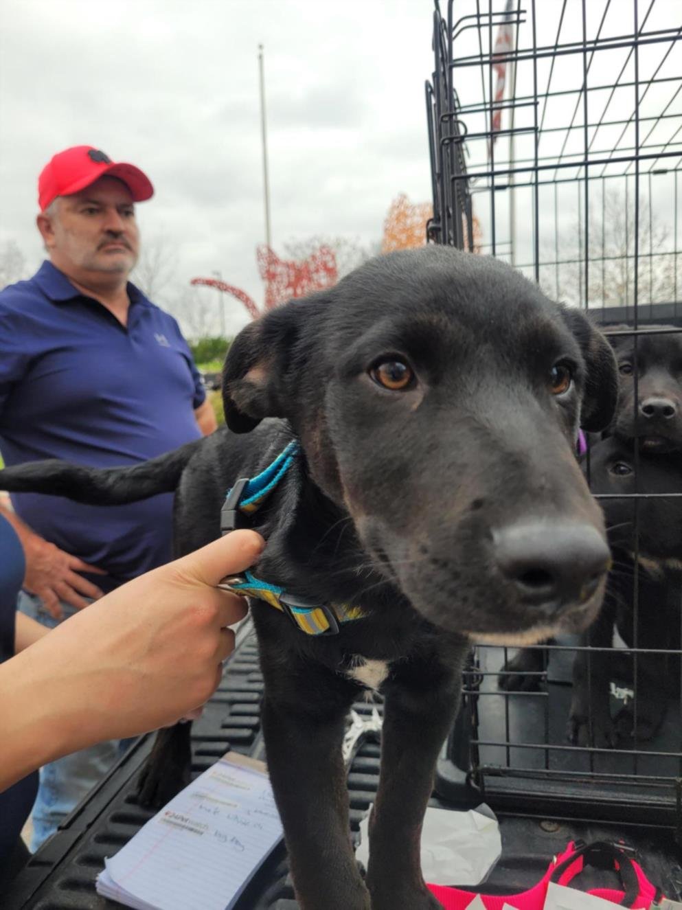 adoptable Dog in San Antonio, TX named LIETO