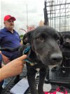 adoptable Dog in anton, TX named LIETO