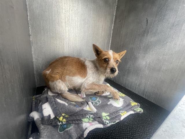 adoptable Dog in San Antonio, TX named BRUNO