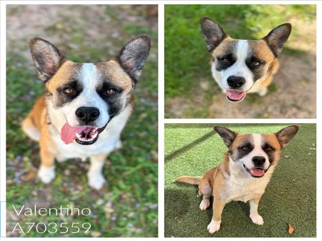 adoptable Dog in San Antonio, TX named VALENTINO