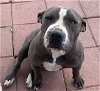 adoptable Dog in anton, TX named MAIDEN