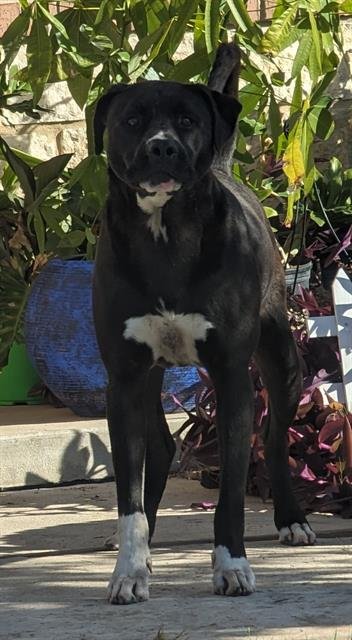 adoptable Dog in San Antonio, TX named MALACHI