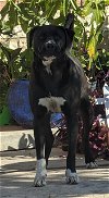 adoptable Dog in anton, TX named MALACHI