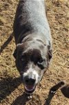 adoptable Dog in anton, TX named MALEK